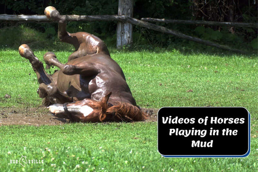 Why Your Horse Playing in the Mud is Magical! [Fun Videos]