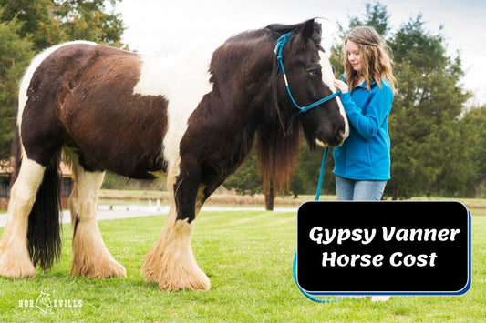 How Much Does a Gypsy Vanner Horse Cost? [Monthly Expenses]