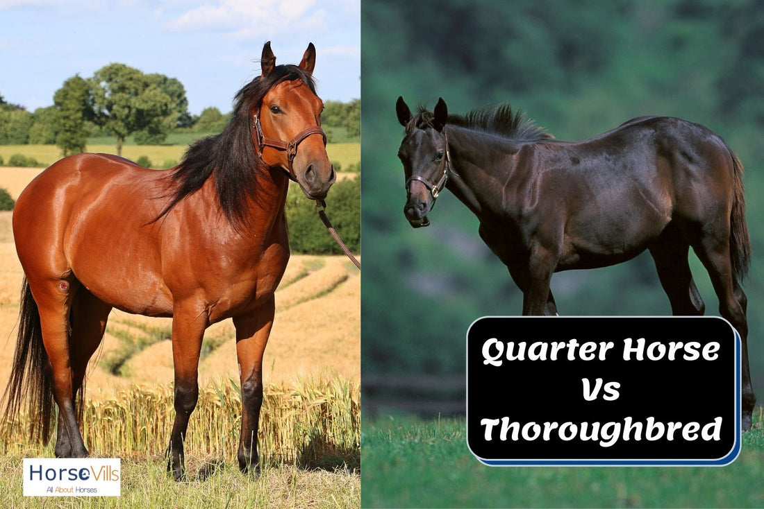 Differences Between a Quarter Horse & a Thoroughbred