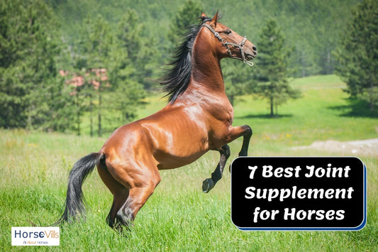 Horse Joint Supplement: 7 Best Choices (Review Guide)