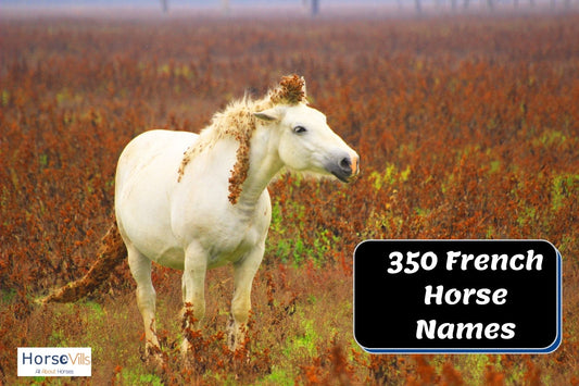 350 Beautiful French Horse Names You'll Love to Know