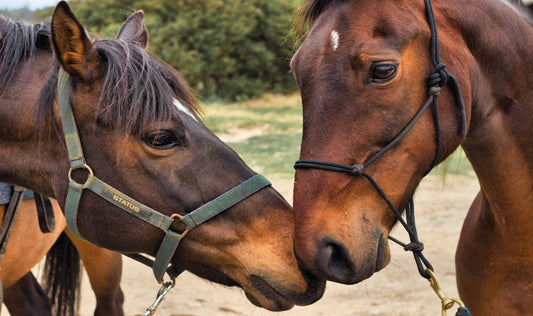 5 of the Best Songs About Horses for Toddlers