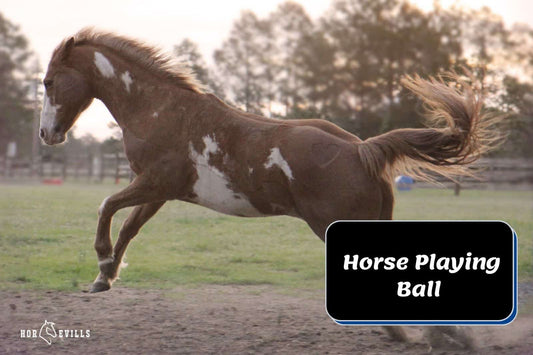 Must-Watch Video: Adorable Horse Shows Off Its Ball Skills!