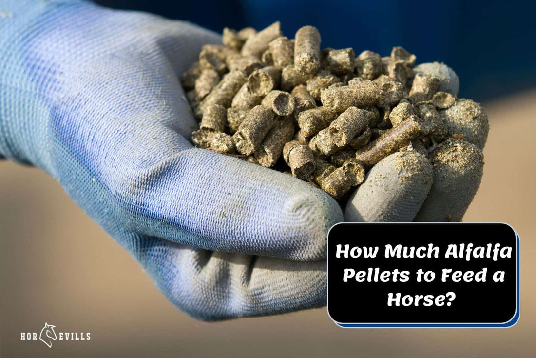 How Much Alfalfa Pellets to Feed a Horse? [+Benefits & Cons]