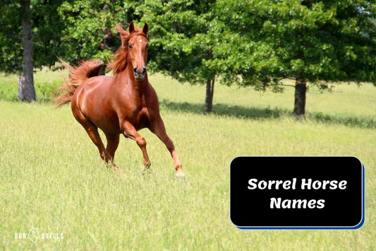 218+ Amazing Sorrel Horse Names for Your Equine Friend