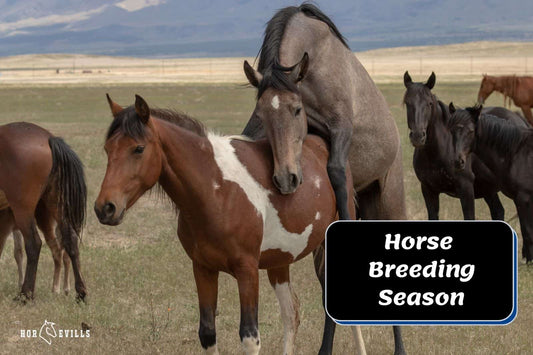 Horse Breeding Season [When Is It & How Long Does It Last]