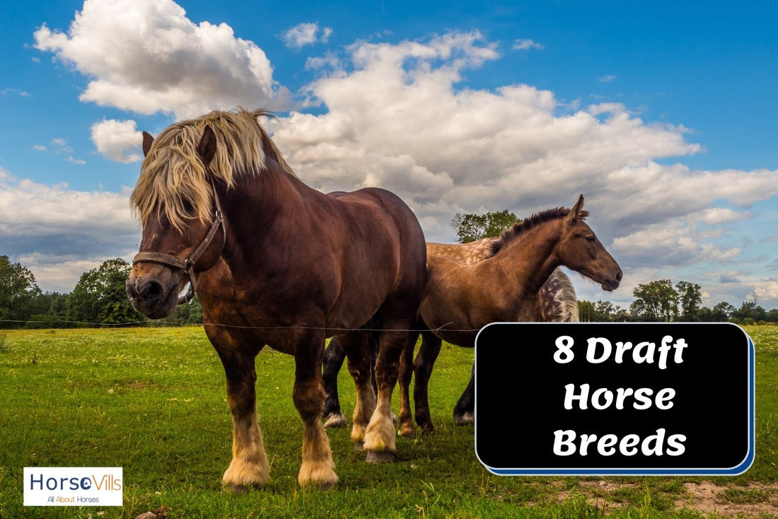 8 Breathtaking Draft Horse Breeds (History)