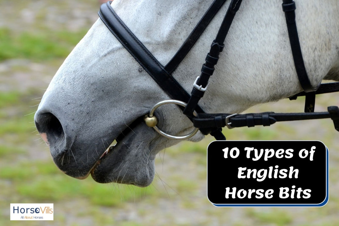 10 Types of English Horse Bits for Riding [Explained by An Expert]