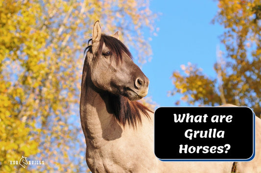 All About Grulla Horses: Interesting Facts, Pictures & Videos