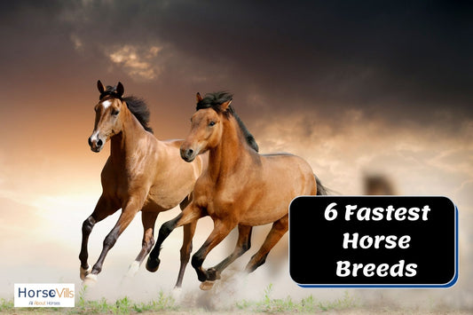 6 Fastest Horse Breeds in the World