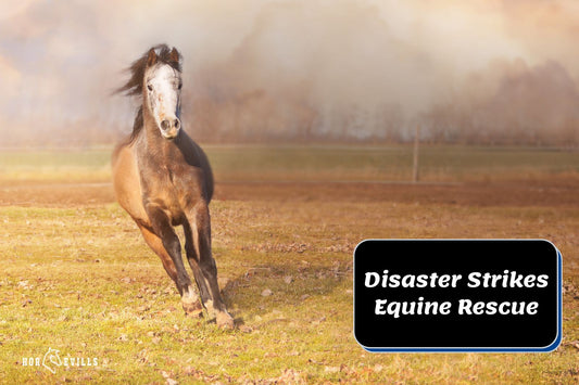 Equine Sanctuary in Crisis: How Dreamcatchers Overcomes Flood Damage