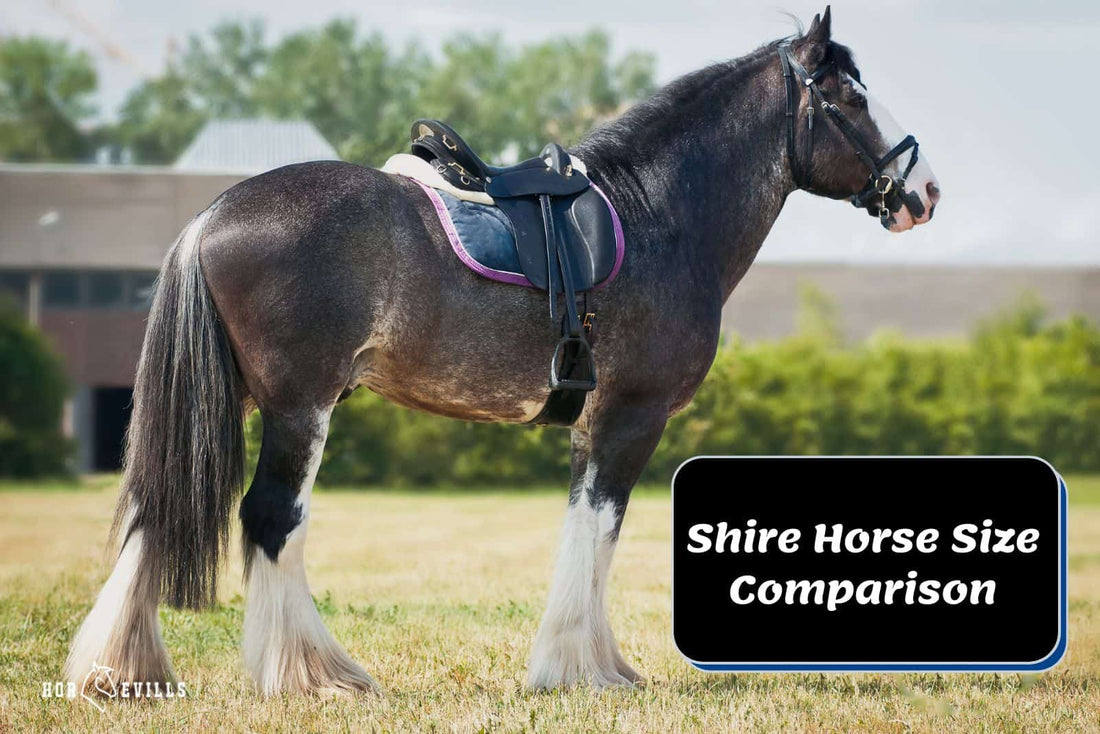 The Shire Horse Size Comparison Chart [Comprehensive Guide]