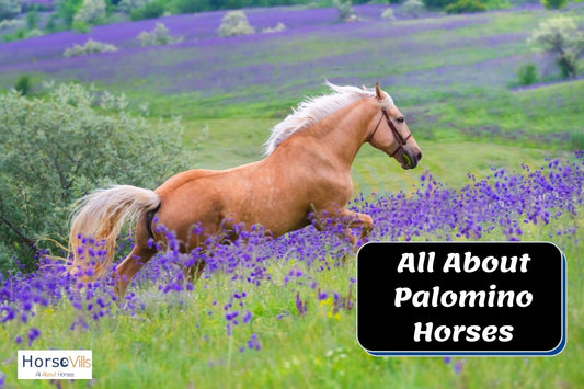 All About Palomino Horses (Facts, Origins & Characteristics)