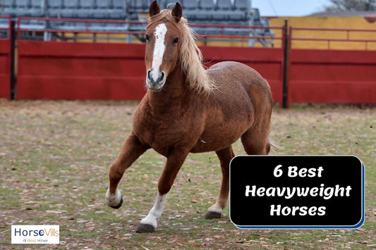 6 Best Heavyweight Horses For larger Riders