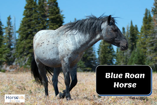 Everything You Need to Know about Blue Roan Horse Breeds