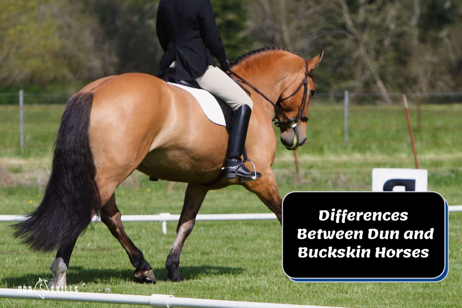 Key Differences Between Dun and Buckskin Horses Uncovered! – My Store
