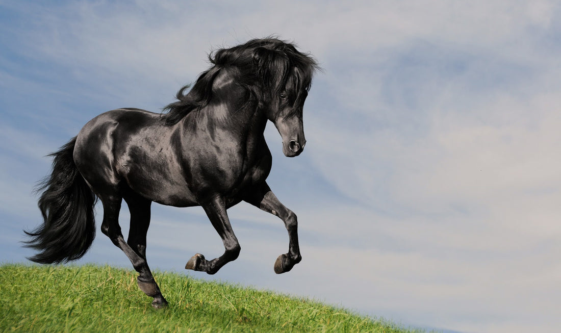 100 Beautiful Black Horse Names for Fillies & Stallions