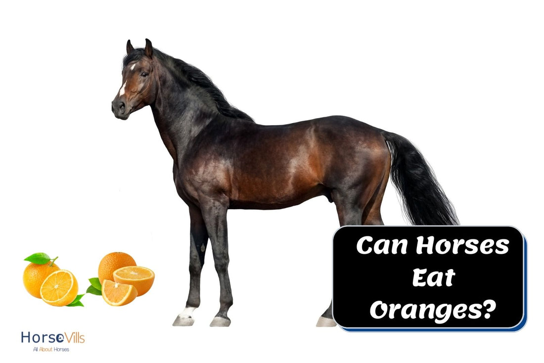 Feeding Oranges to Horses: What Are the Benefits?