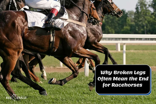 The Harsh Reality: Broken Legs &amp; Racehorses' Fate