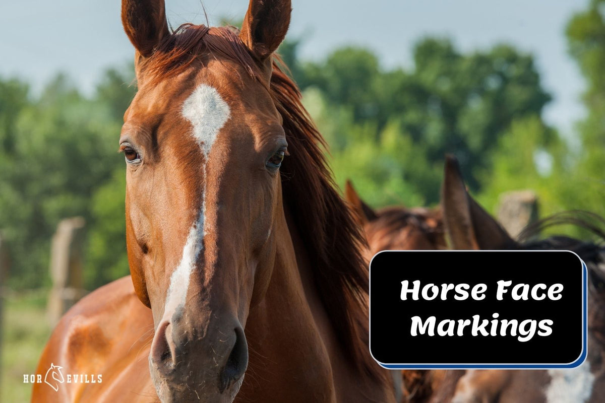 11 Horse Face Markings & How Do They Look Like (With Chart) My Store