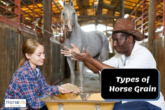 Types Of Horse Grain and How To Feed It