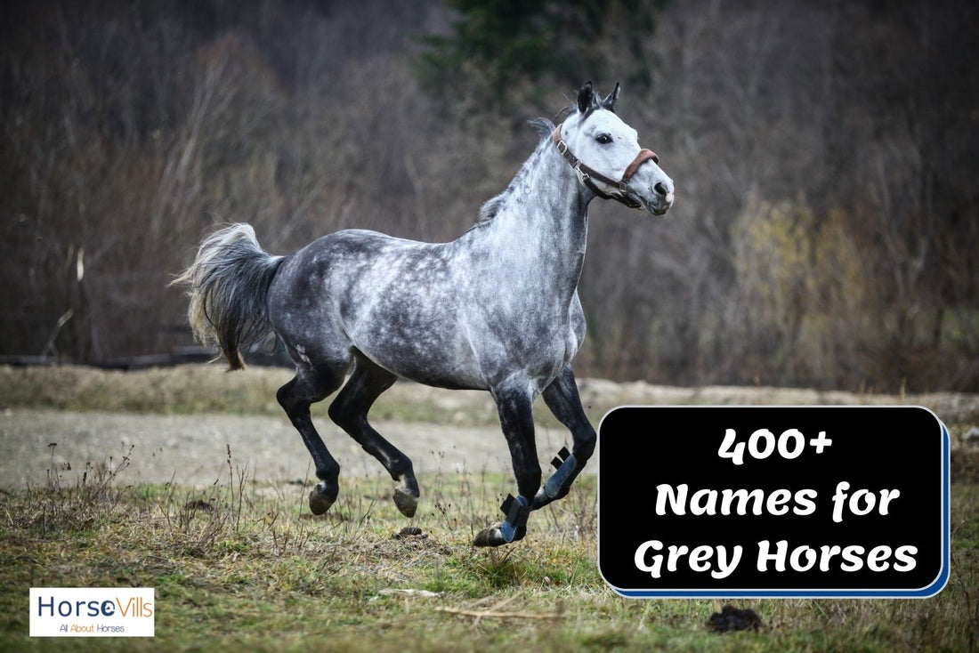 400+ Charming Names for Gray Horses