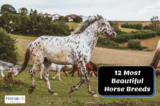 12 of the Most Beautiful Horse Breeds in the World