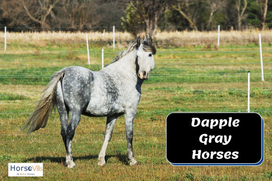 Interesting Facts To Know About Dappled Gray Horses