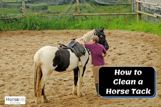 How to Clean Horse Tack Properly to Ensure it Lasts