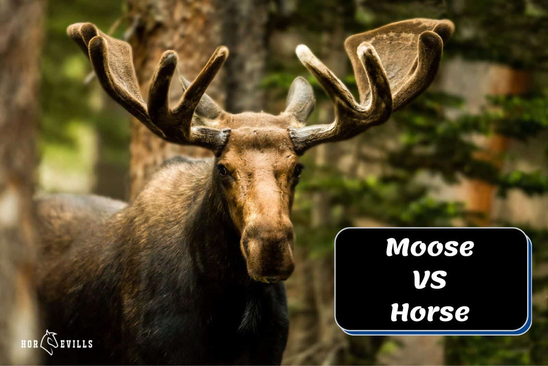 Moose VS Horse: Detailed Comparison Guide by an Equestrian