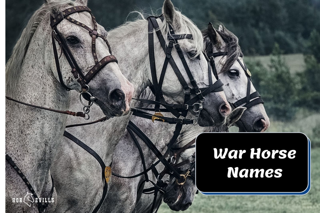 190+ War Horse Name Ideas for Your Stallion or Mare