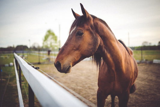 20 Best Songs About Horses to Add to Your Playlist