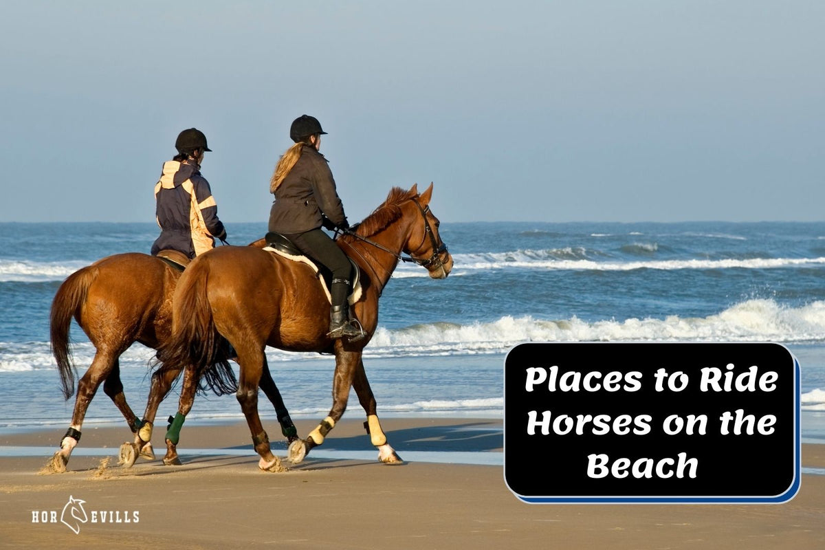 11 Great Places to Ride Horses on the Beach and Have Fun! – My Store