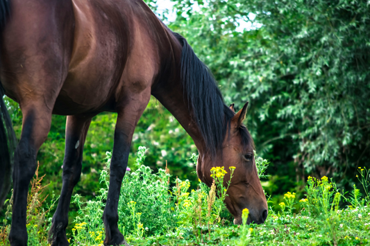 Can Horses Eat Pine Needles? Are They Safe or Dangerous?