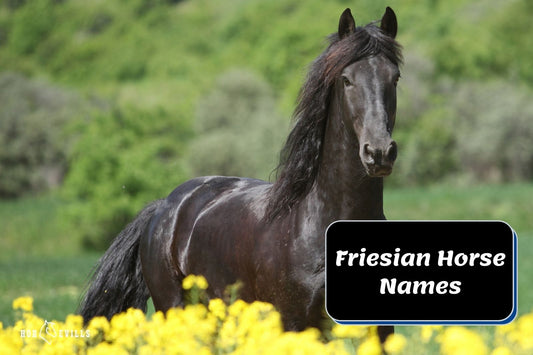 300+ Unique Friesian Horse Names [For Male & Female Horses]