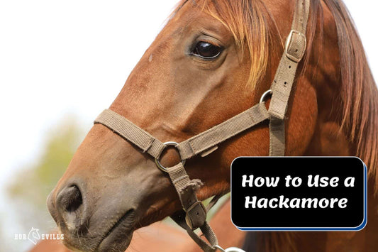 How to Use a Hackamore: Western and Mechanical (Explanation)