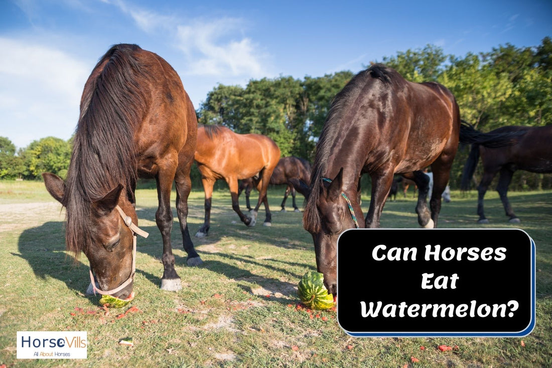 Guide to Feeding Watermelon to Your Horses (Benefits)