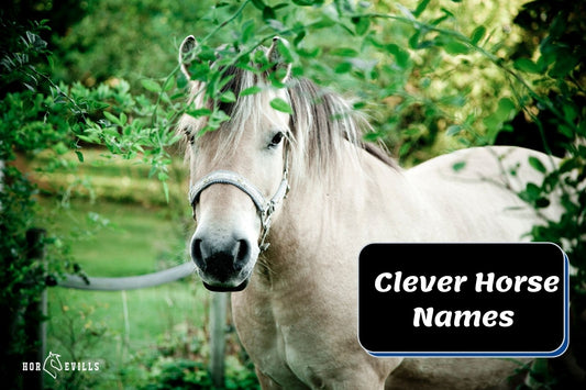 200+ Clever Horse Names ( Downright Funny Ideas)