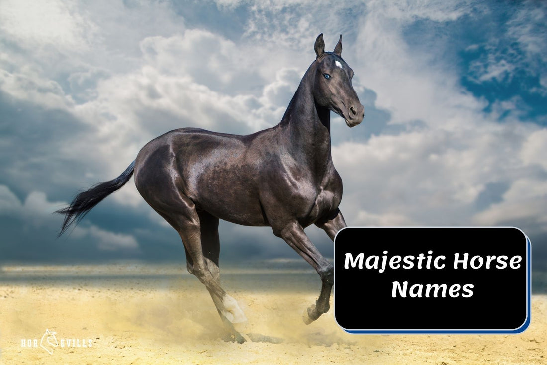 Majestic Horse Names (200+ Fascinating Ideas to Choose From)