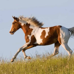 Best Horse Breeds for First Time Owners