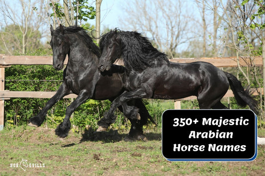 350+ Majestic Arabian Horse Names for Mares & Stallions