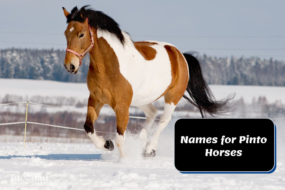 490 Unique Pinto Horse Names for Your Equine Friend