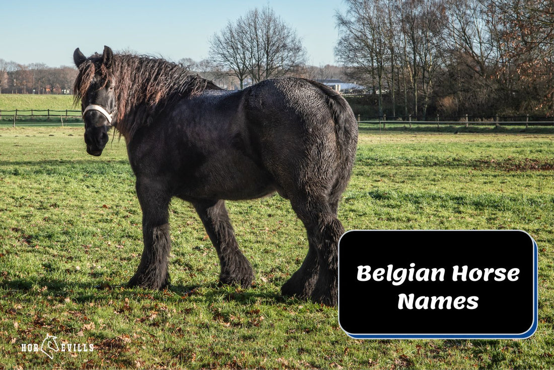 370 Inspiring Belgian Horse Names: The Ultimate Guide