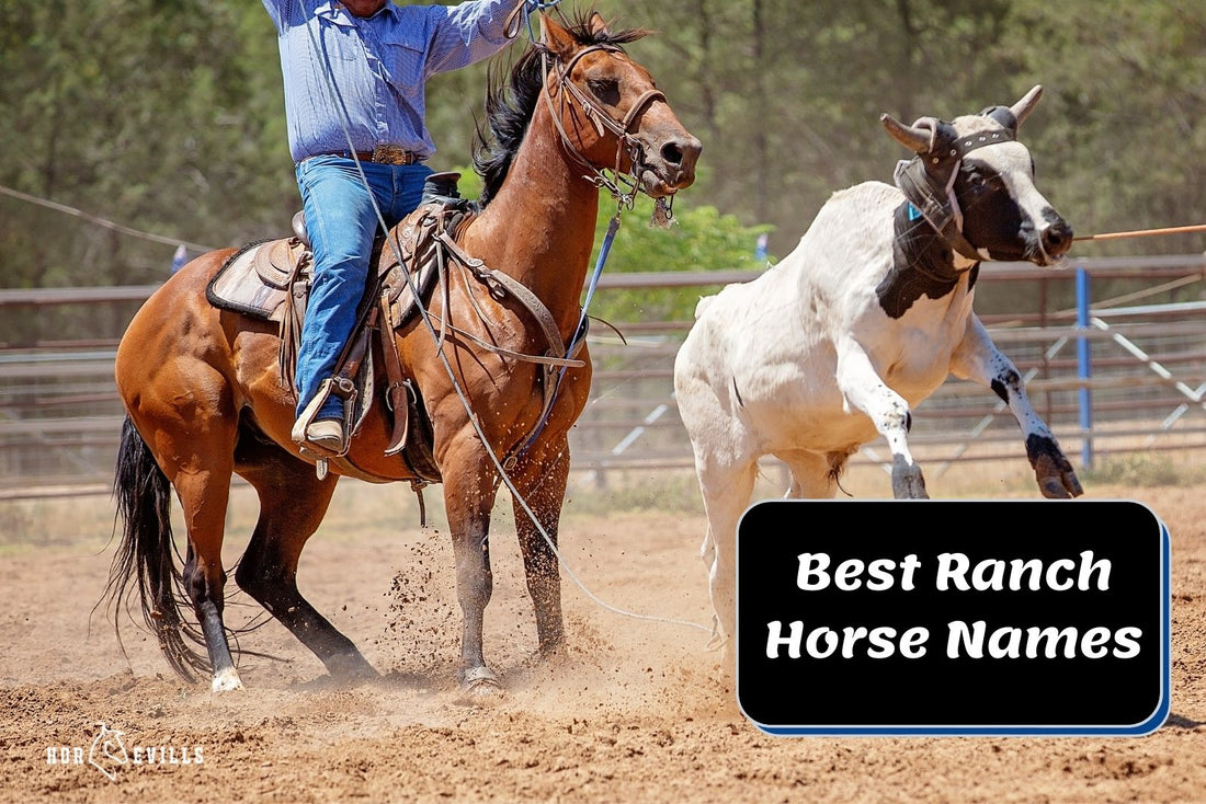 Best Ranch Horse Names: 340+ Classic Choices For Your Ride