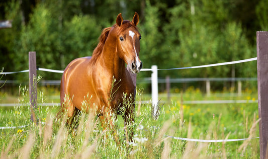 100 Outstanding Brown Horse Names for Males & Females