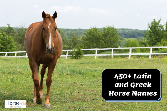 450+ Fascinating Latin and Greek horse names