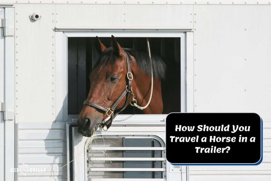 How Should You Travel a Horse in a Trailer? Hit the Road