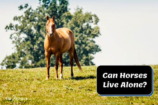 Can Horses Live Alone? (Signs of Loneliness in Your Horse)