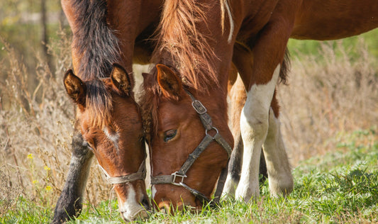 Can Horses Eat Almonds [Fruits, Leaves, Other Tree Parts]?