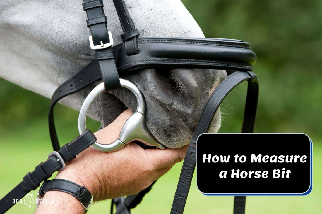 How to Measure a Horse Bit Effectively in 5 Easy Steps